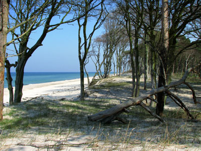 Urwald am Strand, etwas östlich von "Achtern Diek"